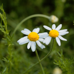 Hydrolat z rumianku rzymskiego bez konserwantów 100ml