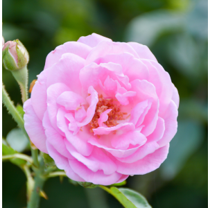 Hydrolat z róży damasceńskiej bez konserwantów 100ml